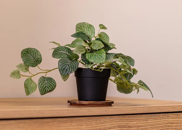 Trocadero Touch: Hideaway Apartmán *